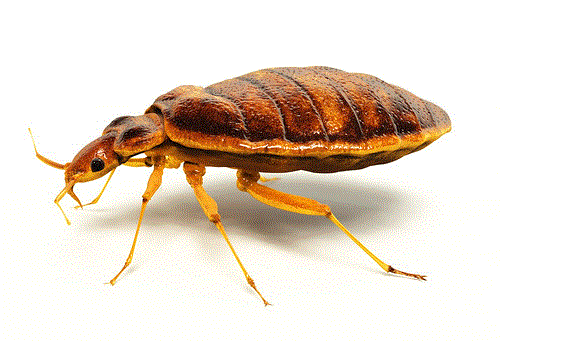 A Guide to Bed Bugs Control