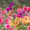 Boylecheloid Flower: Myth, Meaning, and Real-Life Inspiration