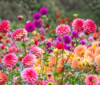 Boylecheloid Flower: Myth, Meaning, and Real-Life Inspiration